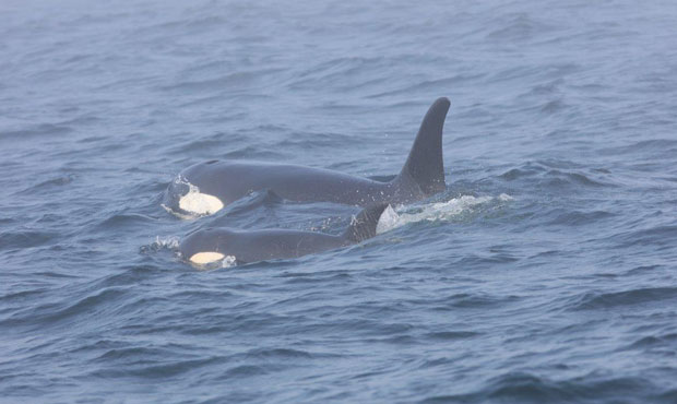 orca calf J50...