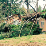 windstorm-Lacey