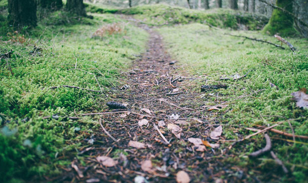 forests...