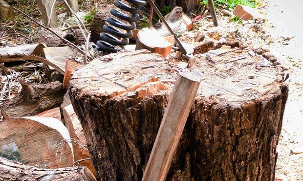 Jason Rantz believes some angry West Seattle neighbors are "wealth shaming" rather than being tree ...