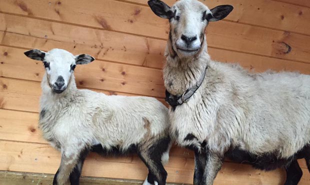 sheep, arlington...