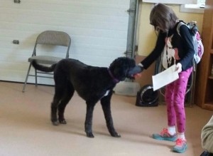 service, dog
