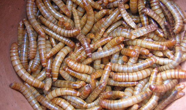 insect food...