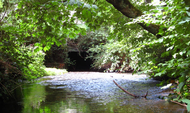 Culverts, like this one in Woodinville, are being replaced to improve fish passage as mandated by a...