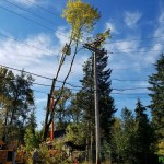 Trees on power lines. (Mason County)