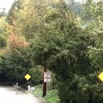 windstorm-tree