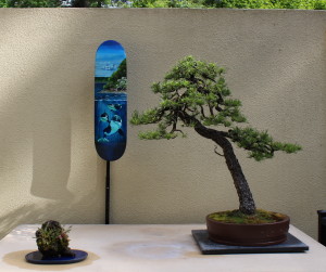 bonsai