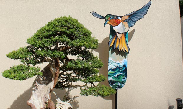Bonsai...