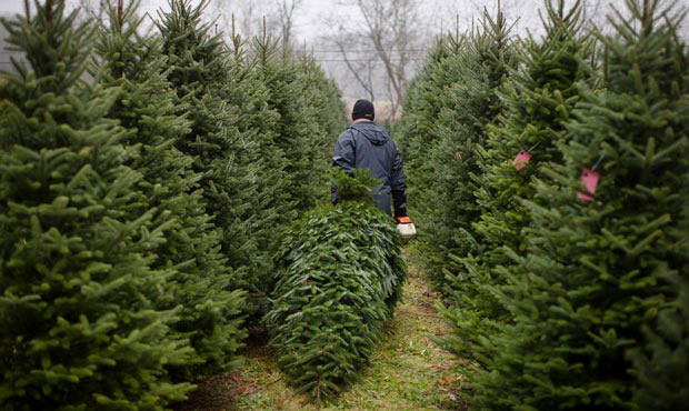 christmas, tree farm, christmas trees...