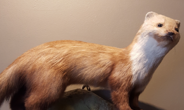 Taxidermy...