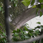 The 1907 ornamental arch is obscured by foliage, but the St. Patrick Cemetery name is still visible.  Photo by Feliks Banel.