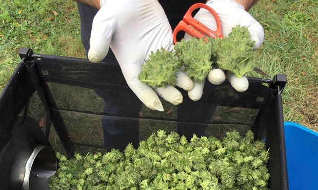 Snohomish, vote, marijuana...