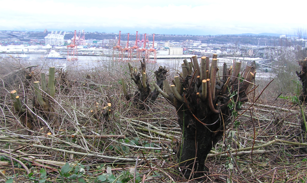 tree settlement...