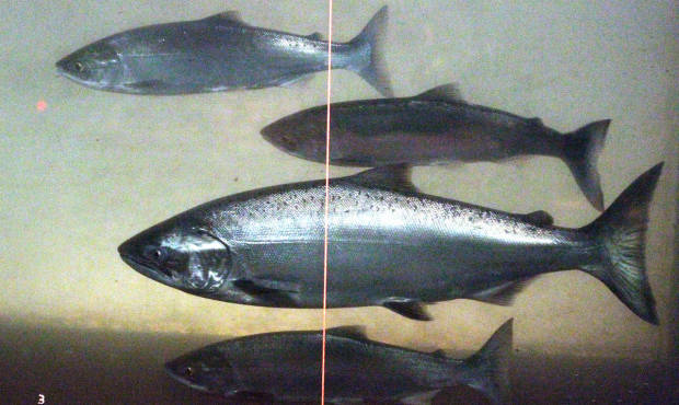 salmon, chinook...