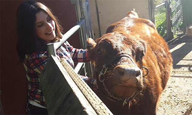 reddit, cow...