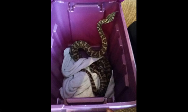 snake...