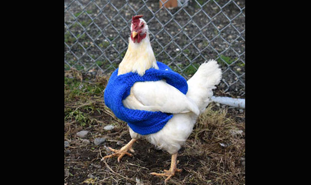 chickens...