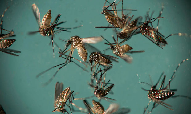 mosquitoes...