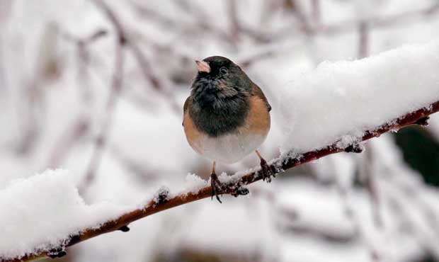 lowland snow, snow...