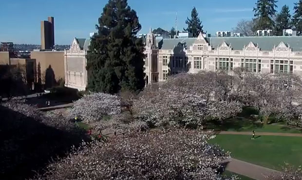 cherry trees...
