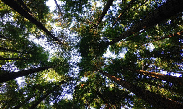 forest bathing, Sound Transit, treesisters...