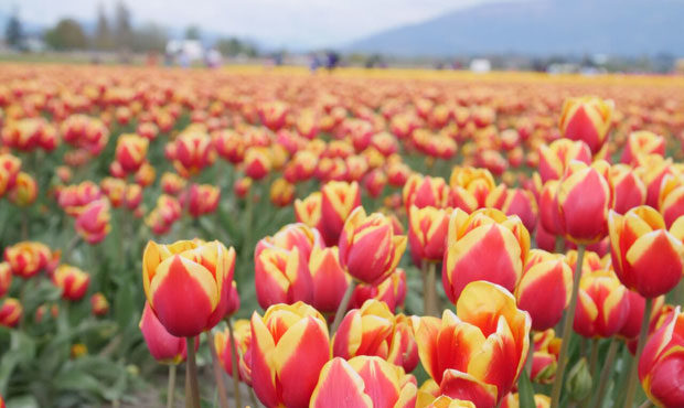 Tulip...