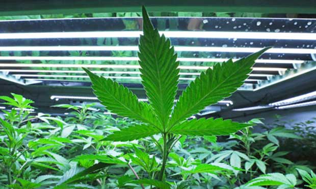 legalization...