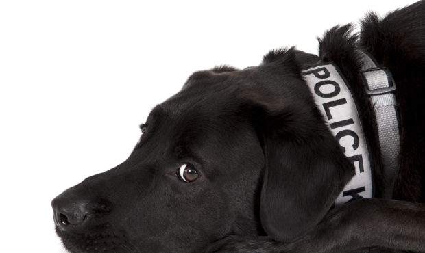 A rare shot of Bear the electronic storage detection dog resting. (Photo courtesy of Seattle Police...