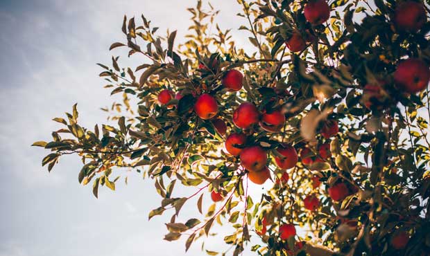 apple harvest...