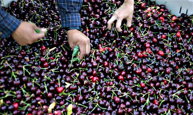 migrant labor, cherry harvest Washington...