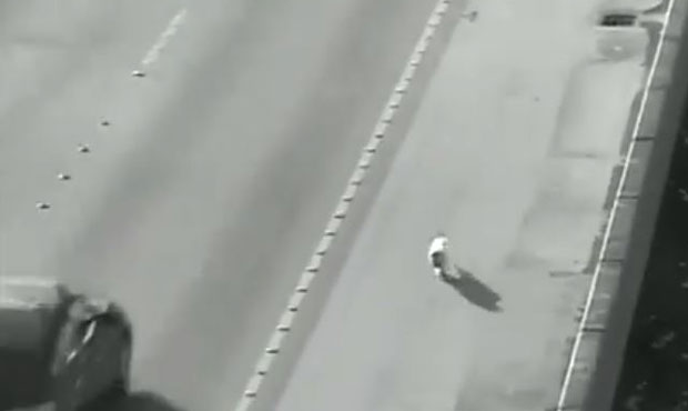 A lost dog runs on the shoulder of the 520 Bridge July 2. (WSDOT)...