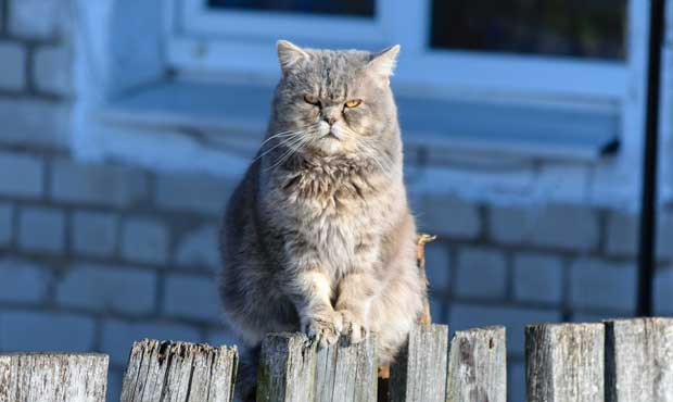 cat killer...