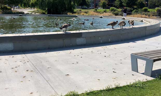 geese poop...