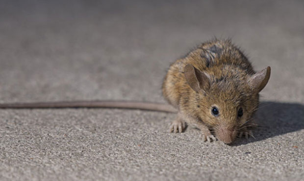 rats...