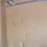Ferry Kitsap purser office ax damage