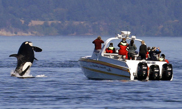 Expert: Ban on whale watching could actually be bad for orcas