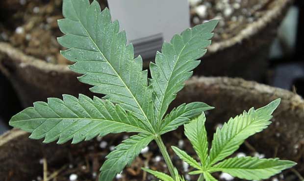 marijuana...