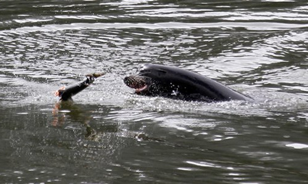 Sea lions in Columbia River...