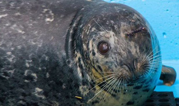 sea lion, seal...
