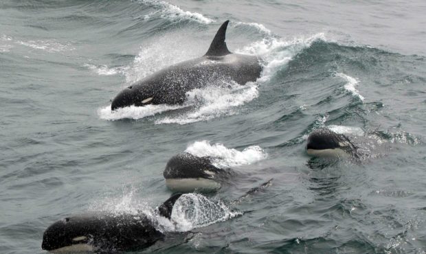 killer whale...