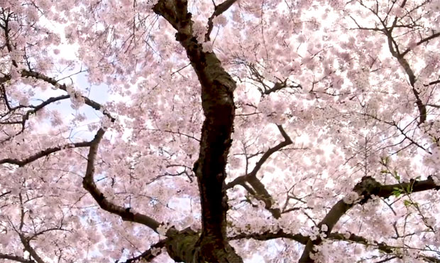 cherry trees...