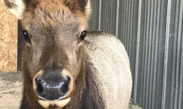 elk...