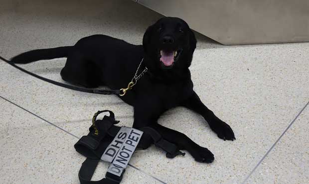bomb dog, bomb-sniffing dog...