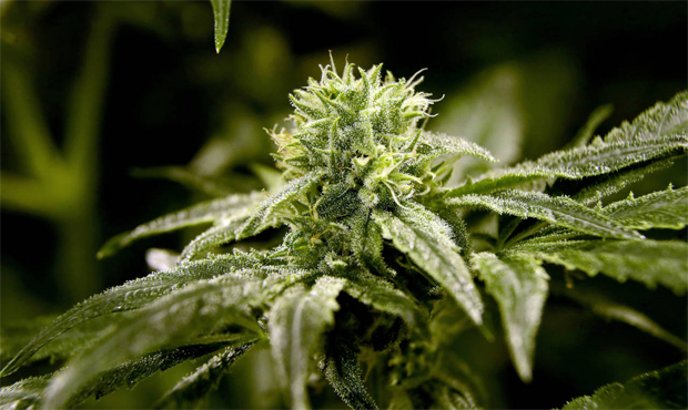 4/20 marijuana...