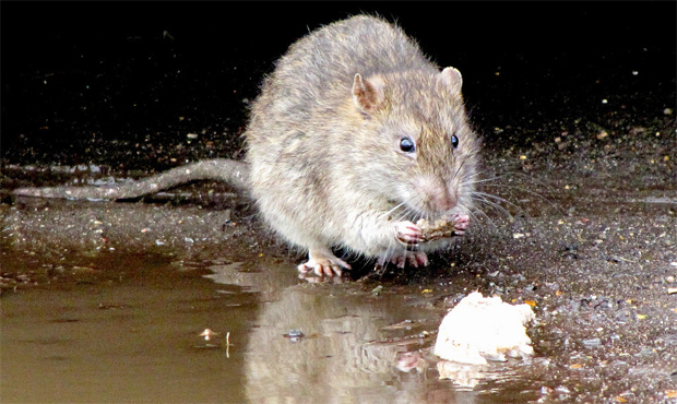 rats, rat hunting...