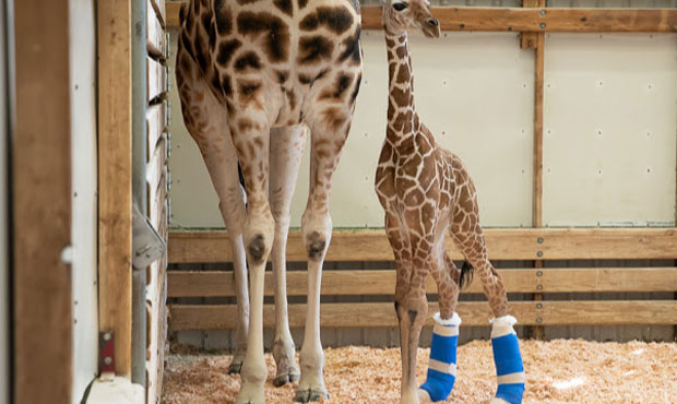 giraffe...