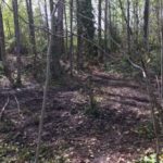 Everett homeless camp cleanup