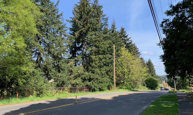 Lynnwood light rail trees...