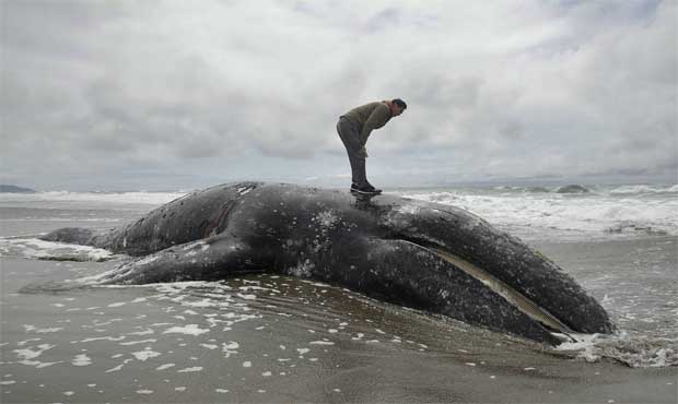 gray whales orcas...