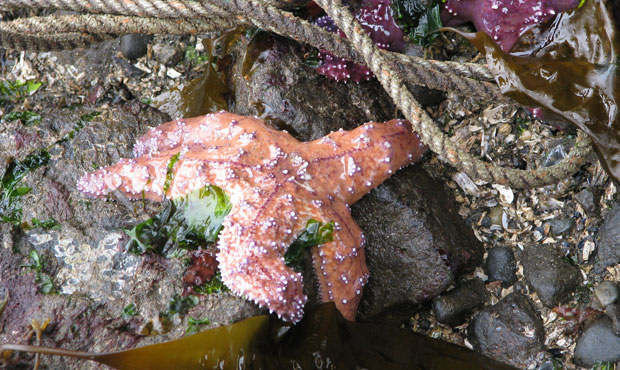 sea star...